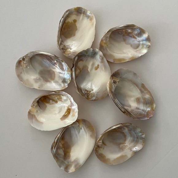 VINTAGE SHELLS PERFECT FOR TRINKETS, APPETIZERS, WEDDING FAVORS OR... - Picture 1 of 13